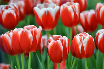 Image showing Beautiful of tulips