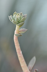 Image showing Sedeveria plant in the early days of spring.