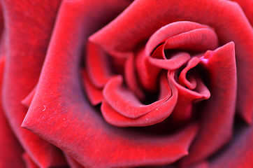 Image showing Macro Shot of a Red Rose