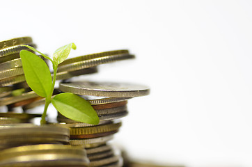 Image showing Plant and lot of coins