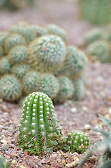 Image showing Cactus in a Cactus garden