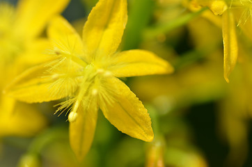 Image showing Sout African plant Bulbine natalensis  