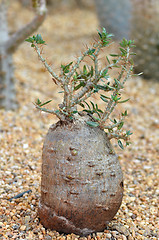 Image showing Fockea edulis plant