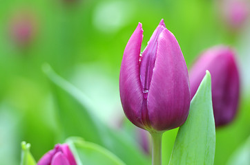 Image showing Beautiful of tulips 