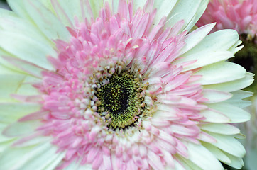 Image showing White and pink Chrysanthemum