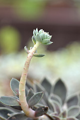 Image showing Sedeveria plant in the early days of spring.