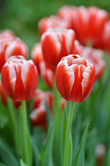 Image showing Beautiful of tulips