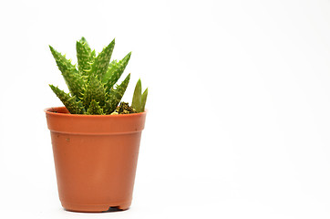 Image showing Succulent isolate on white background
