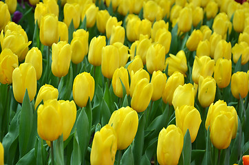 Image showing Beautiful of tulips