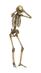 Image showing 3D Illustration Human Skeleton on White