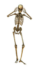 Image showing 3D Illustration Human Skeleton on White