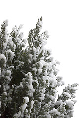 Image showing Snow on tree