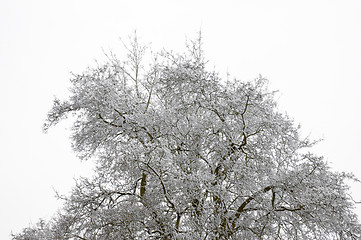 Image showing Snowy tree tops