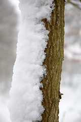 Image showing Snowy pole