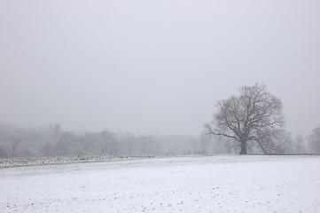 Image showing Snowing