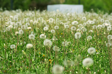 Image showing Dandelions