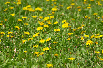 Image showing Yellow dandelions