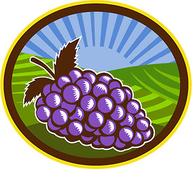 Image showing Grapes Vineyard Farm Oval Woodcut