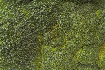 Image showing Broccoli