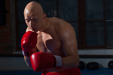 Image showing fighter with red gloves