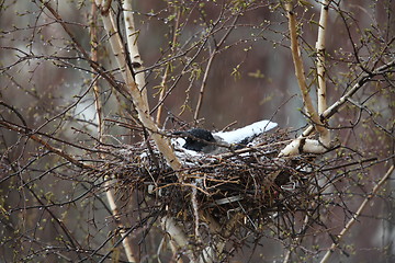 Image showing crow in the nest covered snow 