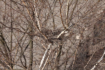 Image showing empty bird nest