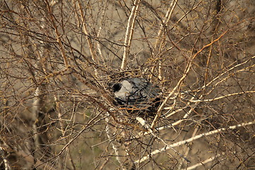 Image showing Crow sitting in a nest