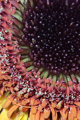 Image showing  gerbera stamen floral abstract