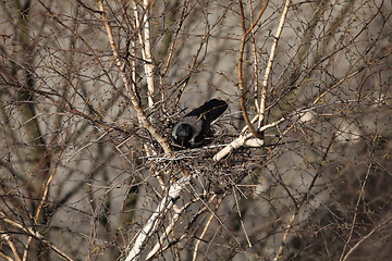 Image showing Crow sitting in a nest