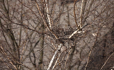 Image showing empty bird nest