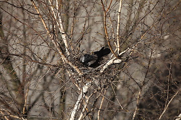 Image showing Crow sitting in a nest