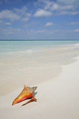 Image showing Life is a Beach (Conch)