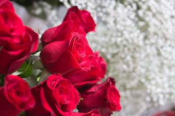 Image showing red roses background