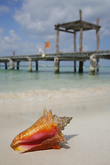 Image showing Life is a Beach (Conch)