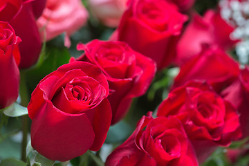 Image showing red roses background