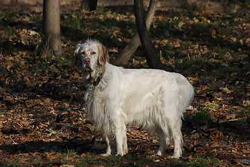 Image showing Beautiful English setter posing in the forest