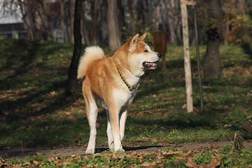 Image showing Gorgeus dog posing in the forest