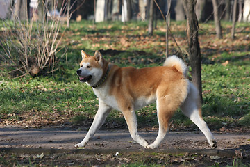 Image showing Gorgeus dog walking in the forest