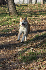Image showing Gorgeus dog walking running  in the forest