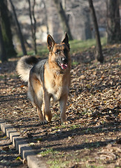 Image showing Beautiful German Shepherd walking in the forest