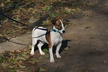 Image showing Beautiful Jack Russell Terrier posing in the forest