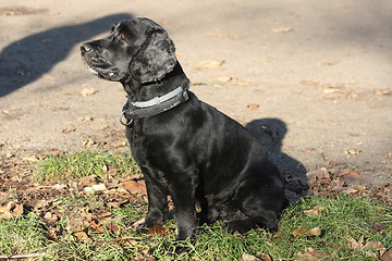 Image showing Beautiful Cocker Spaniel posing in public park