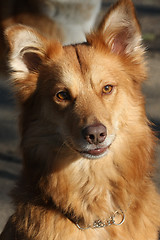 Image showing Portrait of redheaded mongrel dog 