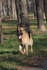 Image showing Beautiful German Shepherd walking in the forest