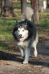 Image showing  Beautiful  Alaskan Malamute walking in the forest