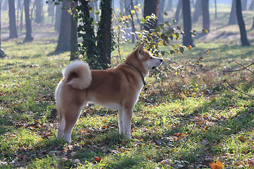 Image showing Gorgeus dog posing in the forest