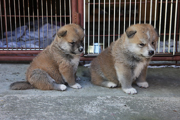 Image showing Cute Akita Inu puppies