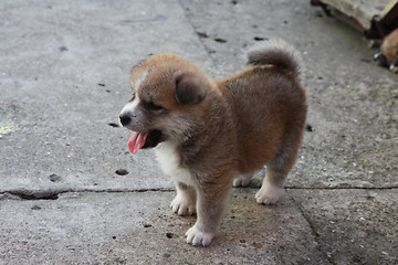 Image showing Beautiful puppy of Akita Inu