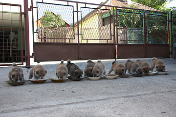 Image showing Ten cute puppies eating in the yard