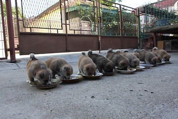 Image showing Ten cute puppies eating in the yard